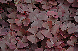 Charmed Velvet Shamrock (Oxalis 'Charmed Velvet') at Lakeshore Garden Centres