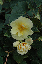 Illumination Peaches n' Cream Begonia (Begonia 'Illumination Peaches n' Cream') at Lakeshore Garden Centres