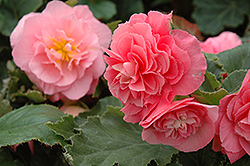 Nonstop Pink Begonia (Begonia 'Nonstop Pink') at Mainescape Nursery