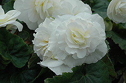 Nonstop White Begonia (Begonia 'Nonstop White') at Mainescape Nursery