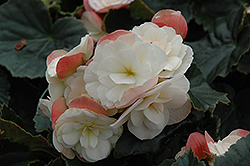 Dragone White Blush Begonia (Begonia x hiemalis 'Dragone White Blush') at Lakeshore Garden Centres