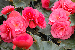 Dragone Begonia (Begonia x hiemalis 'Dragone') at Lakeshore Garden Centres