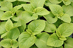Versa Lime Coleus (Solenostemon scutellarioides 'Versa Lime') at Lakeshore Garden Centres