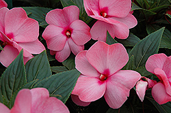 Celebrette Appleblossom New Guinea Impatiens (Impatiens 'DANCEL877') at Lakeshore Garden Centres