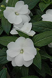 Celebrette Frost New Guinea Impatiens (Impatiens 'Balcebfro') at Lakeshore Garden Centres