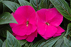 Celebrette Grape Crush New Guinea Impatiens (Impatiens 'balcebgushi') at Lakeshore Garden Centres