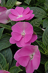 Celebrette Lavender New Guinea Impatiens (Impatiens 'Celebrette Lavender') at Lakeshore Garden Centres