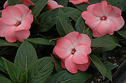 Celebrette Salmon Frost New Guinea Impatiens (Impatiens 'Balcebsafo') at Lakeshore Garden Centres