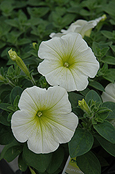 Popcorn Petunia (Petunia 'Popcorn') at Lakeshore Garden Centres