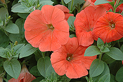 Papaya Petunia (Petunia 'Papaya') at Lakeshore Garden Centres