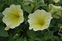 Surprise Yellow Petunia (Petunia 'Surprise Yellow') at Lakeshore Garden Centres