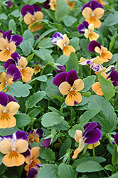 Sorbet Orange Duet Pansy (Viola 'Sorbet Orange Duet') at Lakeshore Garden Centres