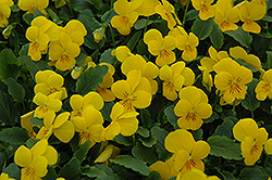 Sorbet XP Yellow Pansy (Viola 'Sorbet XP Yellow') at Golden Acre Home & Garden