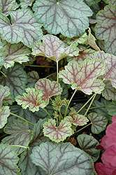Birkin Coral Bells (Heuchera 'Birkin') at Lakeshore Garden Centres