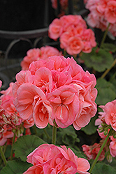 Schoene Helena Geranium (Pelargonium 'Schoene Helena') at Lakeshore Garden Centres