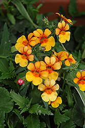 Juicy Fruits Kumquat Nemesia (Nemesia 'Juicy Fruits Kumquat') at Lakeshore Garden Centres