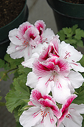 Elegance Bravo Geranium (Pelargonium 'Elegance Bravo') at Lakeshore Garden Centres