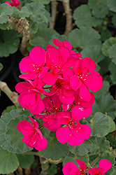 Tango Violet Geranium (Pelargonium 'Tango Violet') at Lakeshore Garden Centres