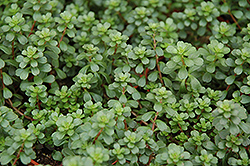 Salsa Verde Stonecrop (Sedum makinoi 'Salsa Verde') at Lakeshore Garden Centres
