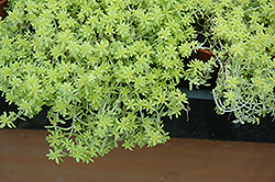 Fine Gold Leaf Stonecrop (Sedum 'Fine Gold Leaf') at Lakeshore Garden Centres