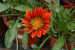 Sunbathers Sunset Gazania (Gazania 'Sunbathers Sunset') at Lakeshore Garden Centres