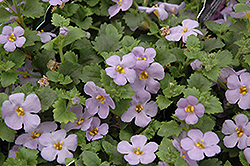 Scopia Gulliver Blue Sensation Bacopa (Sutera cordata 'Scopia Gulliver Blue Sensation') at Lakeshore Garden Centres