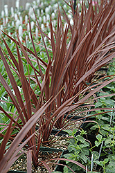 Festival Burgundy Cordyline (Cordyline 'JURred') at Lakeshore Garden Centres