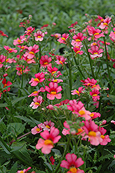 Juicy Fruits Watermelon Nemesia (Nemesia 'Juicy Fruits Watermelon') at Lakeshore Garden Centres