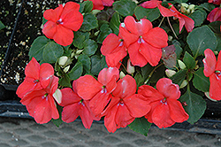Envoy Salmon Impatiens (Impatiens 'Envoy Salmon') at Lakeshore Garden Centres