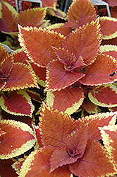 Trusty Rusty Coleus (Solenostemon scutellarioides 'Trusty Rusty') at Lakeshore Garden Centres