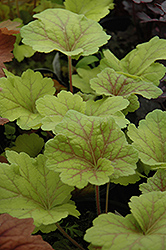 Electra Coral Bells (Heuchera 'Electra') at Lakeshore Garden Centres