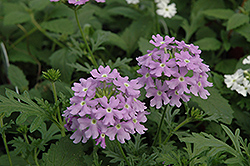 Babylon Light Blue Verbena (Verbena 'Babylon Light Blue') at Lakeshore Garden Centres
