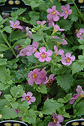 Scopia Dark Pink Bacopa (Sutera cordata 'Scopia Dark Pink') at Lakeshore Garden Centres