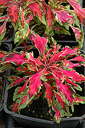 Pink Chaos Coleus (Solenostemon scutellarioides 'Pink Chaos') at Lakeshore Garden Centres