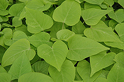 Sweet Caroline Sweetheart Light Green Sweet Potato Vine (Ipomoea batatas 'Sweet Caroline Sweetheart Light Green') at Lakeshore Garden Centres