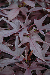 Sweet Caroline Raven Sweet Potato Vine (Ipomoea batatas 'Sweet Caroline Raven') at Lakeshore Garden Centres