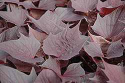 Sweet Caroline Bewitched Sweet Potato Vine (Ipomoea batatas 'Sweet Caroline Bewitched') at Lakeshore Garden Centres