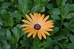 Orange Symphony African Daisy (Osteospermum 'Orange Symphony') at Lakeshore Garden Centres