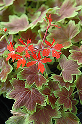 Vancouver Centennial Geranium (Pelargonium 'Vancouver Centennial') at Lakeshore Garden Centres