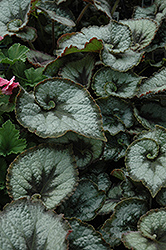 Escargot Begonia (Begonia 'Escargot') at Lakeshore Garden Centres