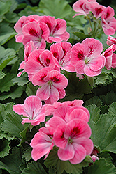 Maiden Rose Pink Geranium (Pelargonium 'Maiden Rose Pink') at Lakeshore Garden Centres