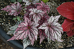 Benitochiba Begonia (Begonia 'Benitochiba') at Lakeshore Garden Centres