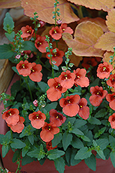 Juliet Orange Twinspur (Diascia 'Baljulorim') at Lakeshore Garden Centres