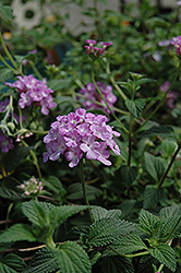 Lavender Swirl Lantana (Lantana montevidensis 'Monswee') at Lakeshore Garden Centres