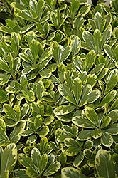 Cream de Mint Dwarf Mock Orange (Pittosporum tobira 'Shima') at Lakeshore Garden Centres