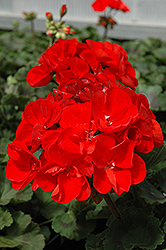 Tango Geranium (Pelargonium 'Tango') at Lakeshore Garden Centres