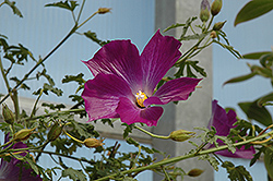 Leon's Purple Delight Lilac Hibiscus (Alyogyne huegelii 'MonLeon') at A Very Successful Garden Center