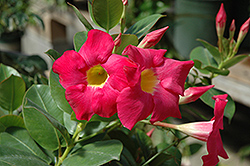 Red Riding Hood Mandevilla (Mandevilla sanderi 'Red Riding Hood') at Lakeshore Garden Centres