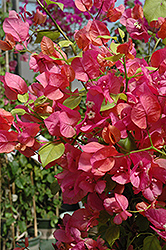 James Walker Bougainvillea (Bougainvillea 'James Walker') at Lakeshore Garden Centres