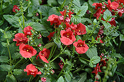 Juliet Red Twinspur (Diascia 'Baljuled') at Lakeshore Garden Centres